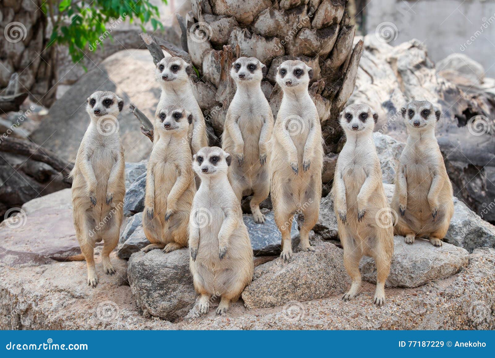 meerkat family are sunbathing