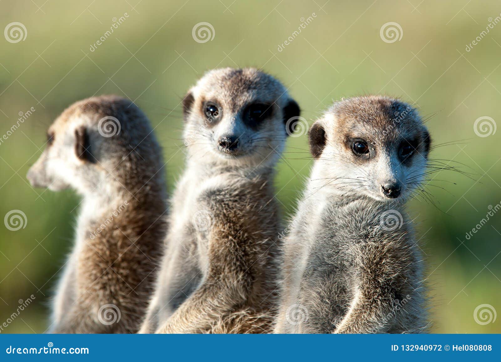 meerkats in africa, three cute meerkats guarding in natural habitat, botswana, africa
