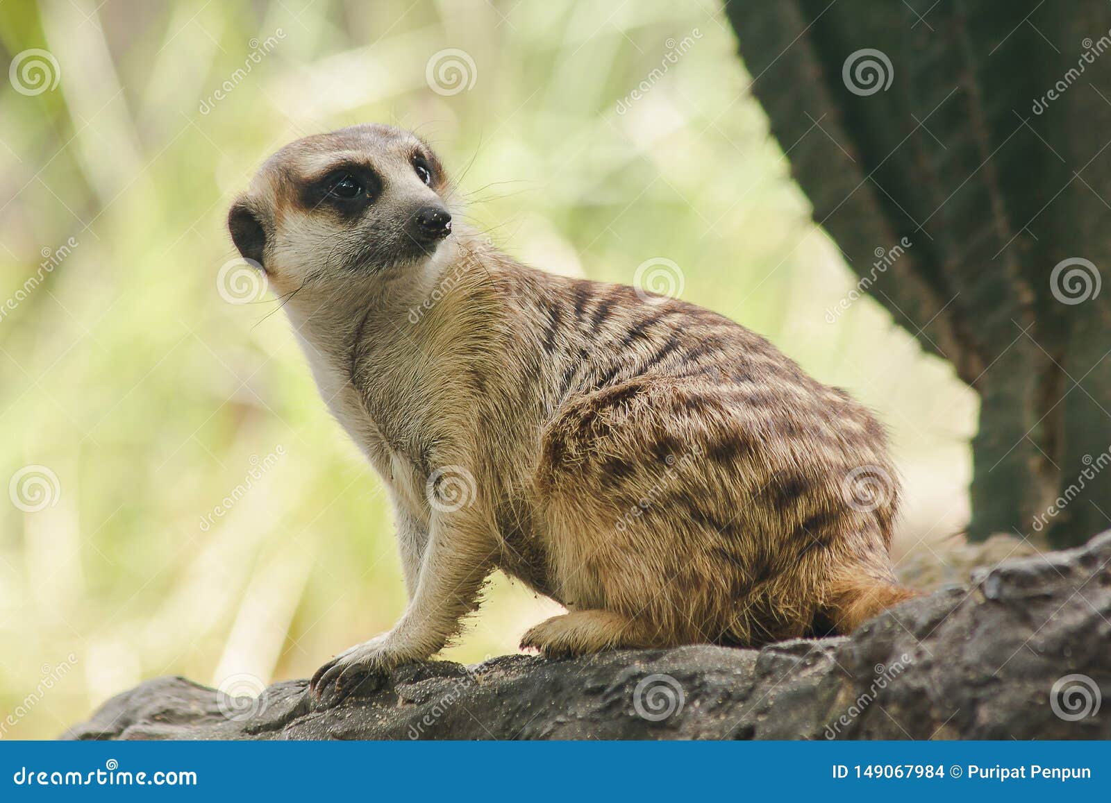 Meerkat Has a Small Body Size. Stock Photo - Image of animals, alert: 149067984 Meerkat Has a Small Body Size. Stock Photo - Image of animals, alert: 149067984