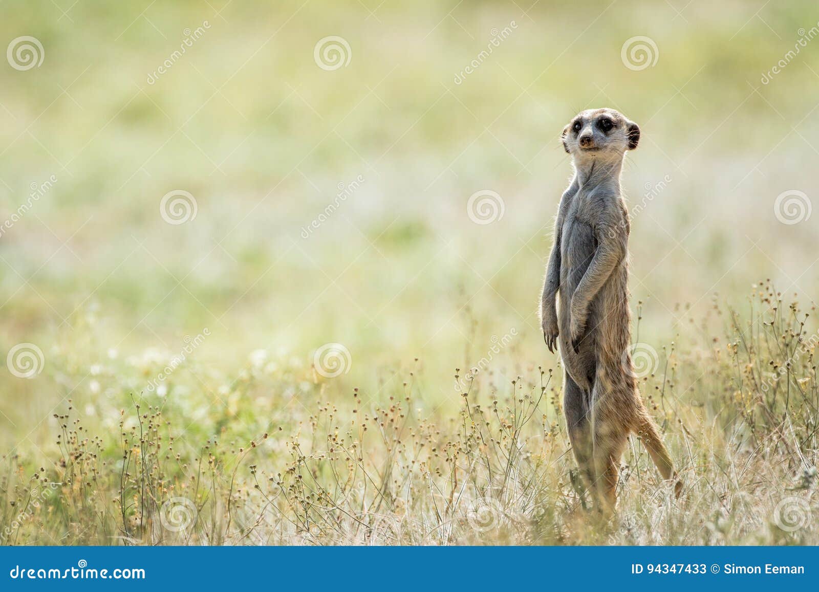 meerkat on the look out in the kalagadi.