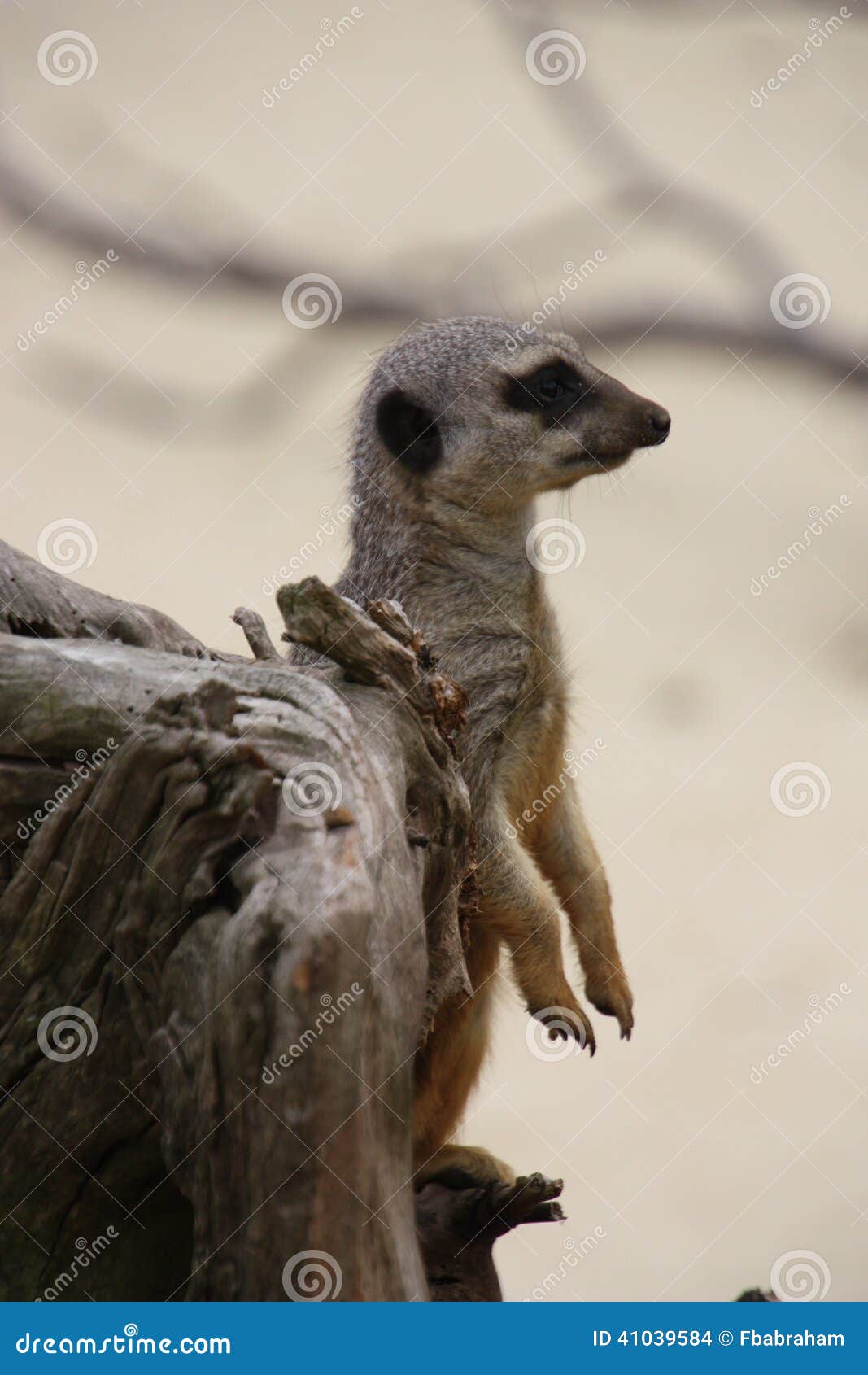 Meerkat on rock. Young sentry meerkat watching for the group