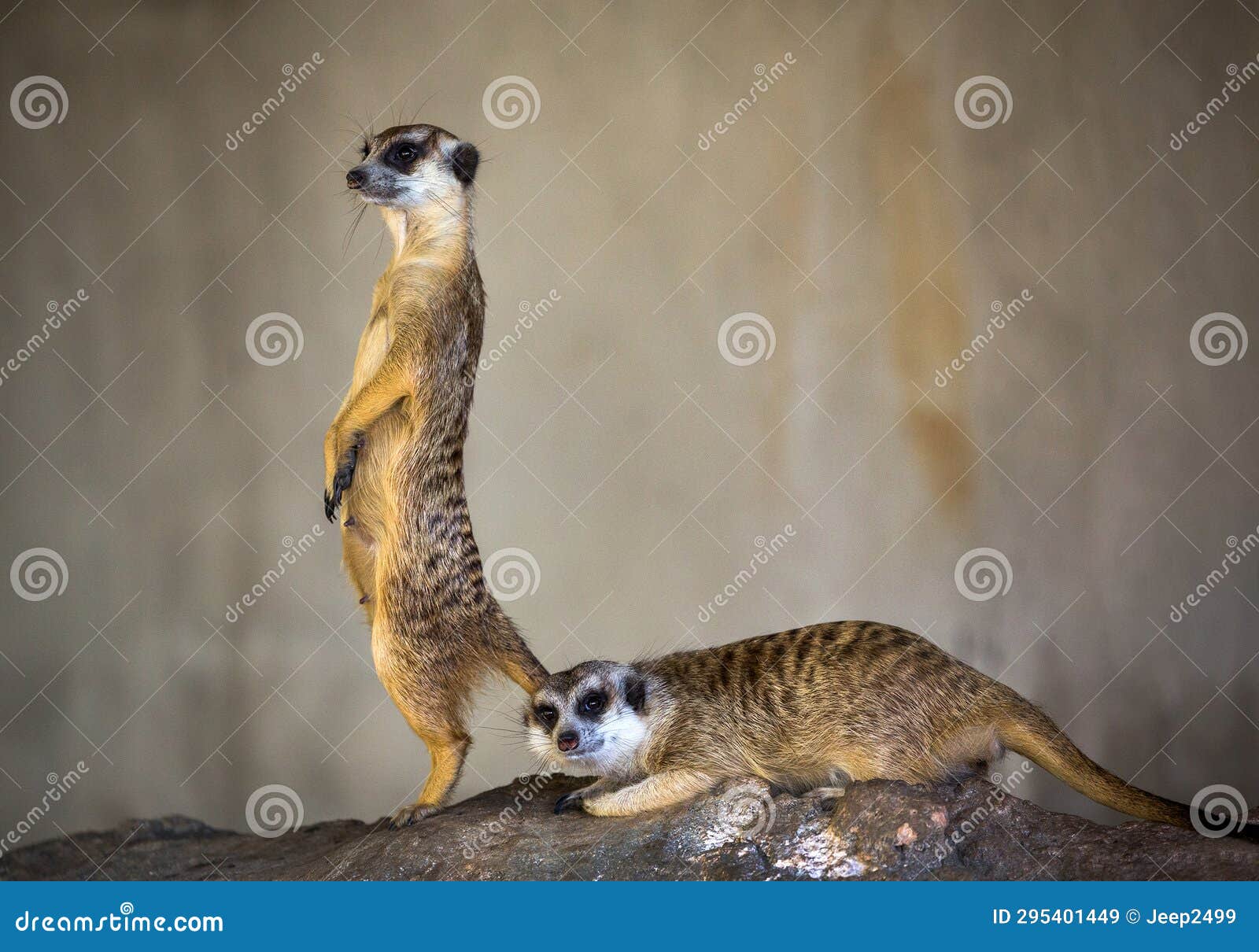 meerkat's standing.