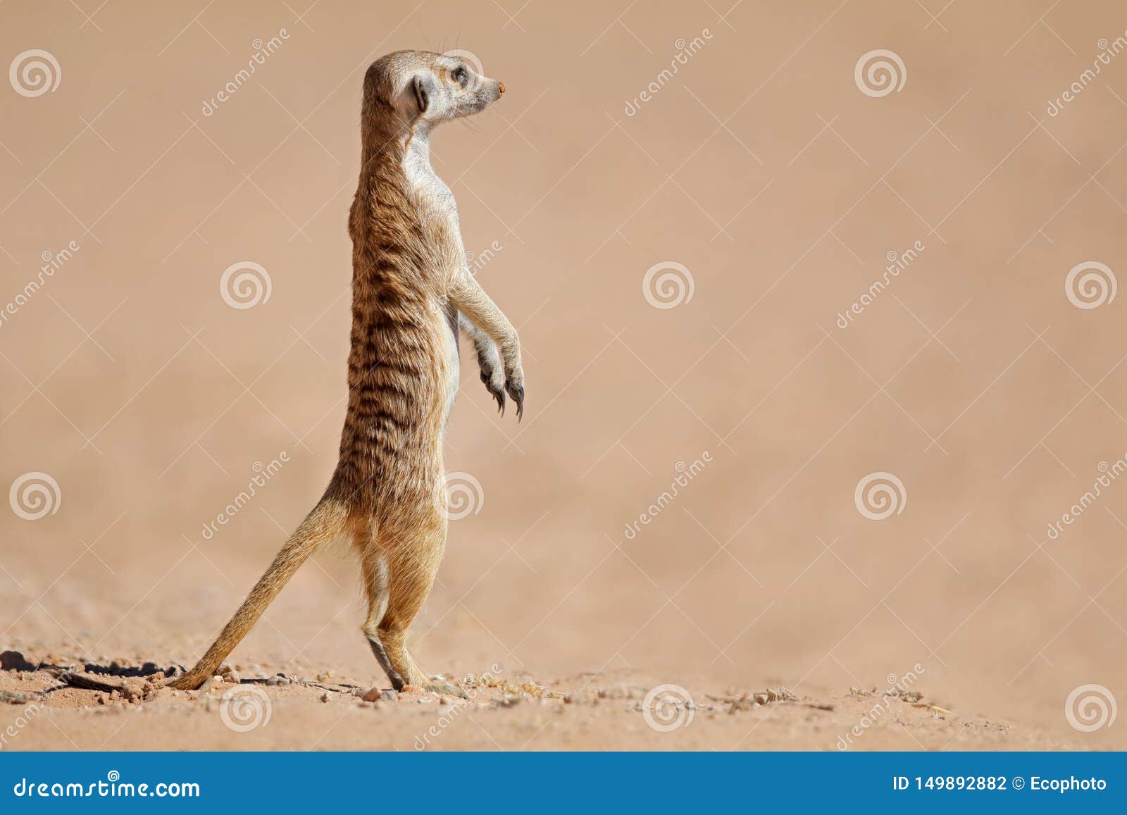 meerkat standing on guard - kalahari desert