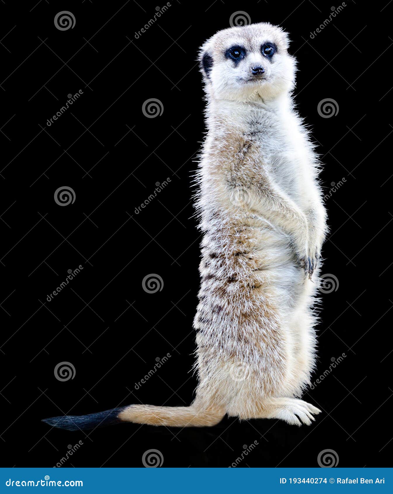 Meerkat Standing and Looking at Camera Stock Photo - Image of copy,  curiosity: 193440274