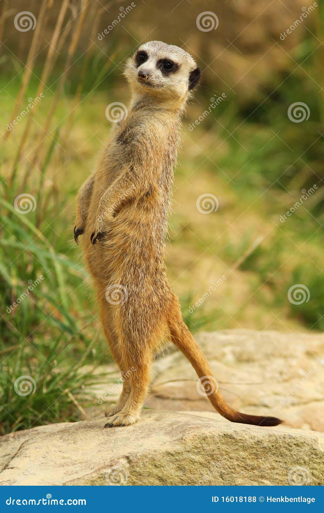 meerkat standing upright