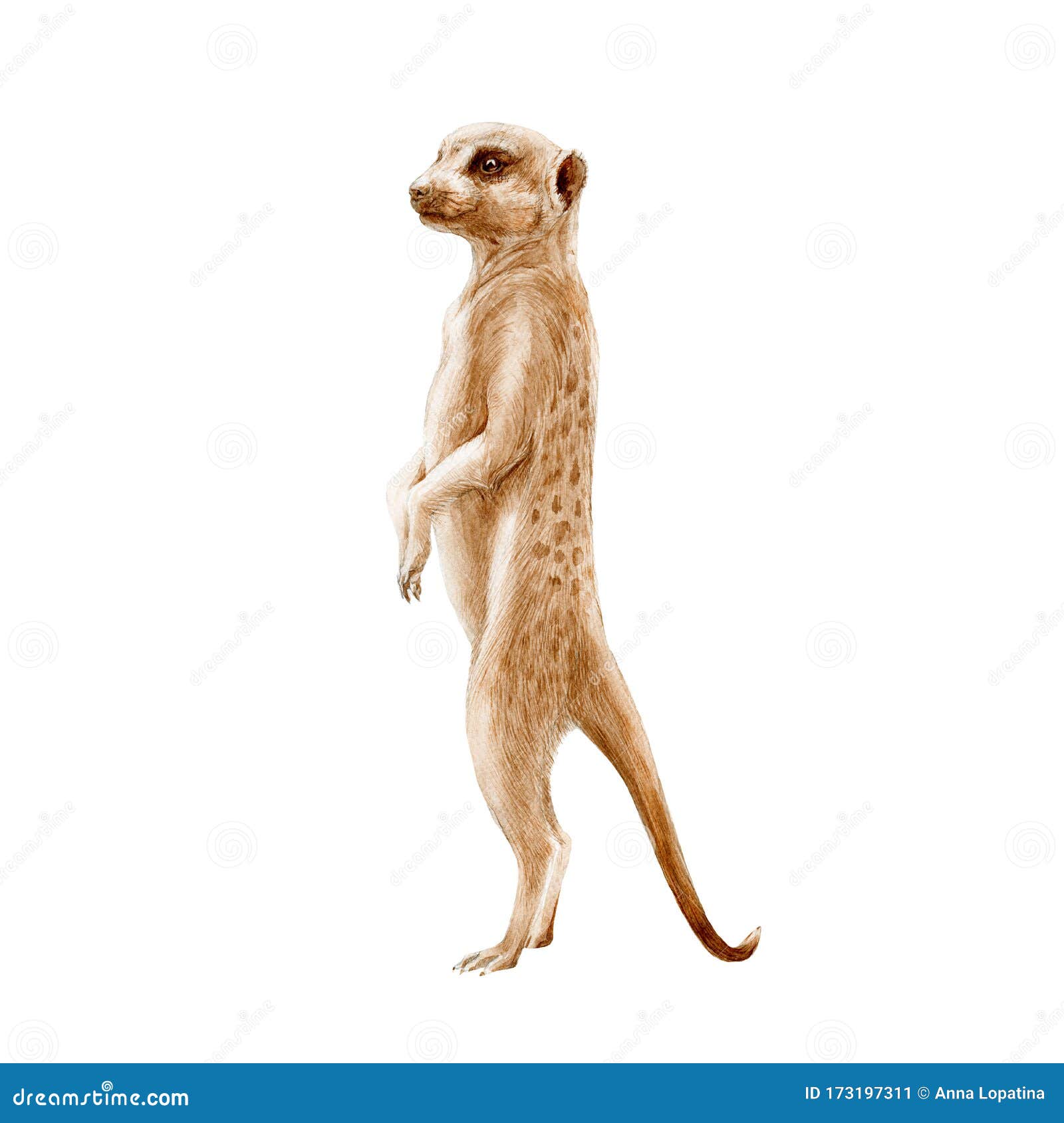 Meerkat Standing Watercolor Painted Illustration. Hand Drawn Africa Single Mongoose Animal Stock Illustration - Illustration of ecology, kalahari: 173197311 Meerkat Standing Watercolor Painted Illustration. Hand Drawn Africa Single Mongoose Animal Stock Illustration - Illustration of ecology, kalahari: 173197311
