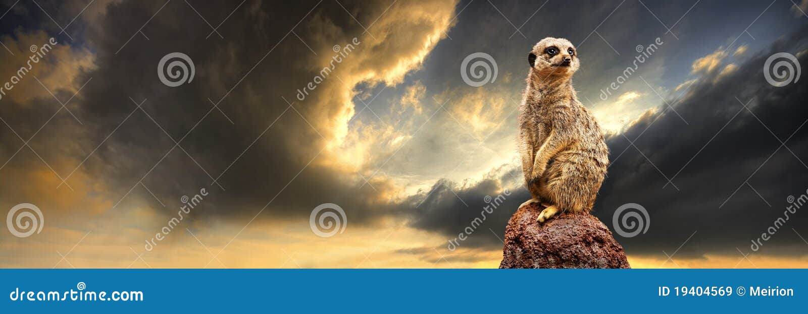 meerkat with storm