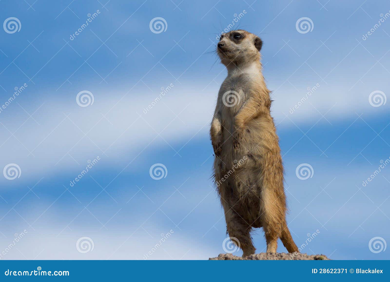 meerkat (suricata suricatta)