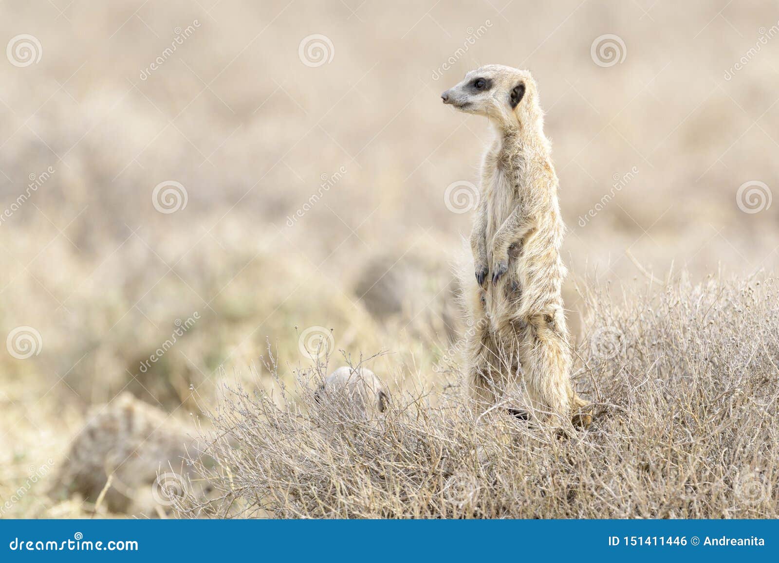 Meerkat Standing On The Lookout Stock Photo Image Of Children Grass