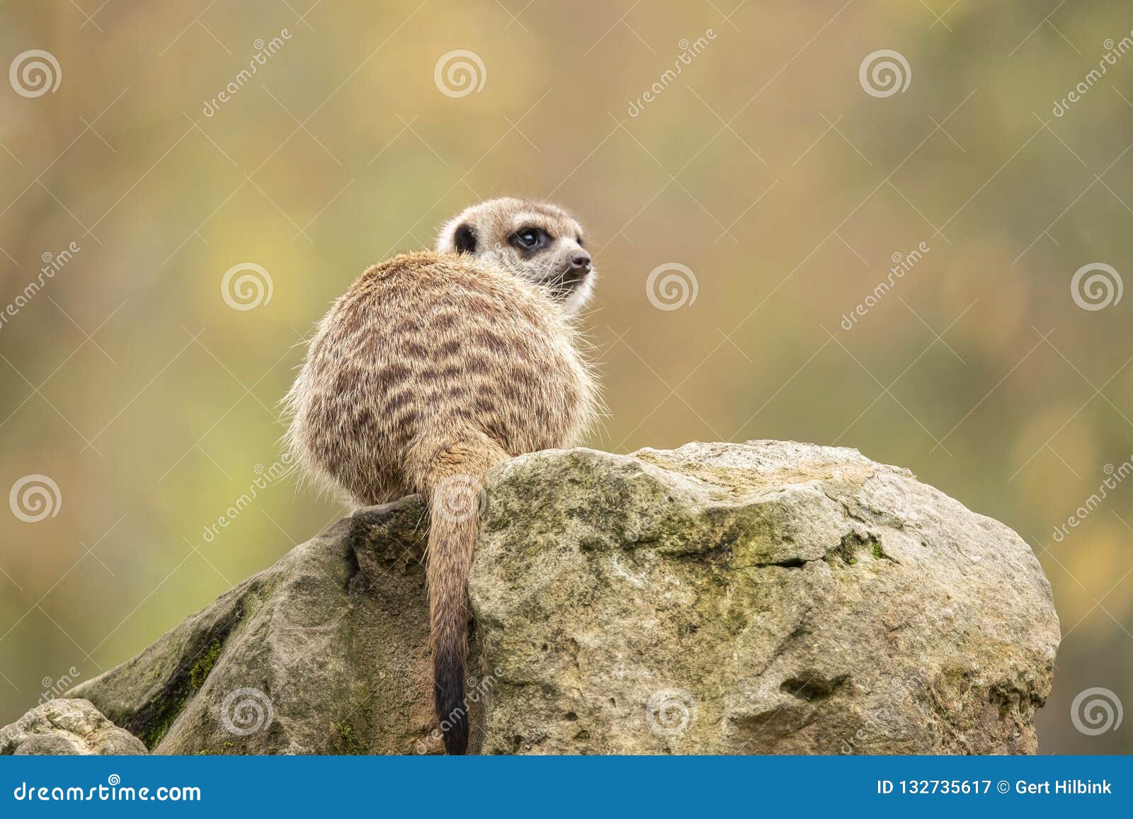 Meerkat, Suricata Suricatta. Africa Stock Image - Image of colony, meerkat:  132735617
