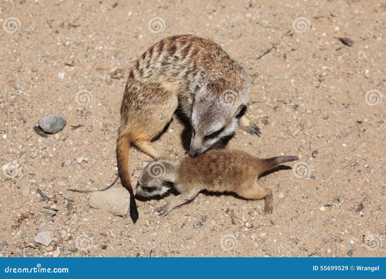 meerkat (suricata suricatta)