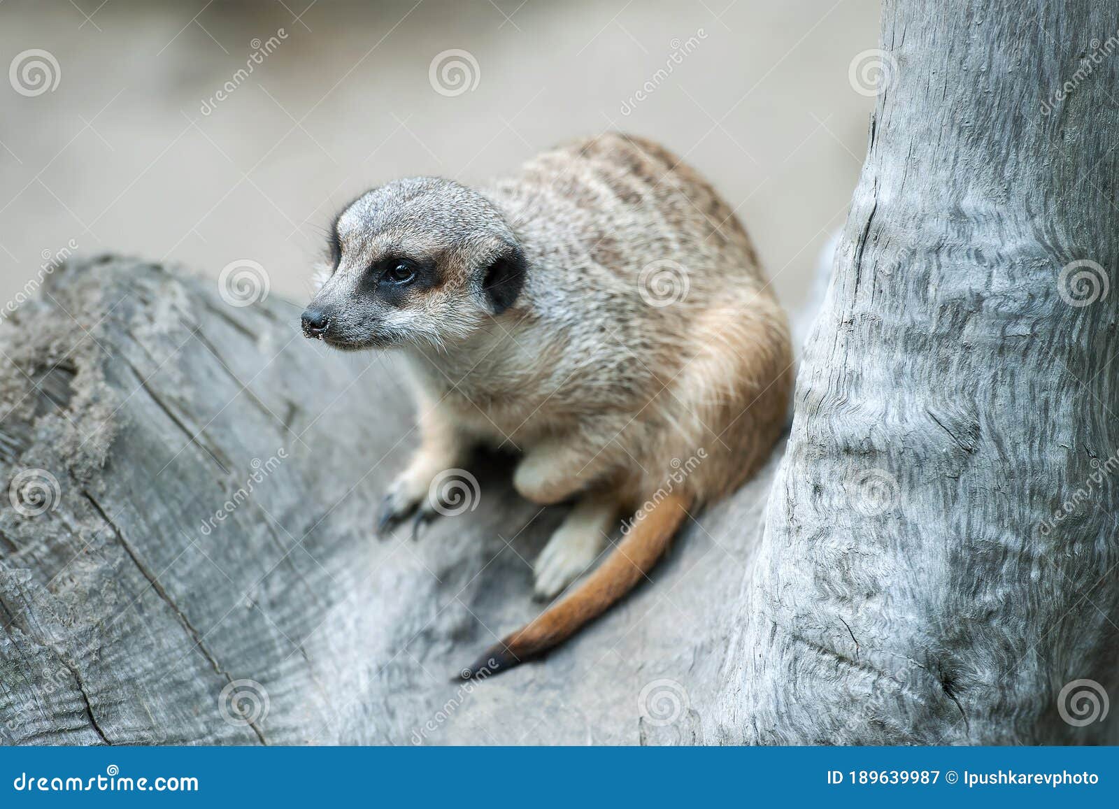 Meerkat Suricata Suricatta. Program for the Conservation of Rare and  Endangered Species of Animals Stock Image - Image of little, litter:  189639987