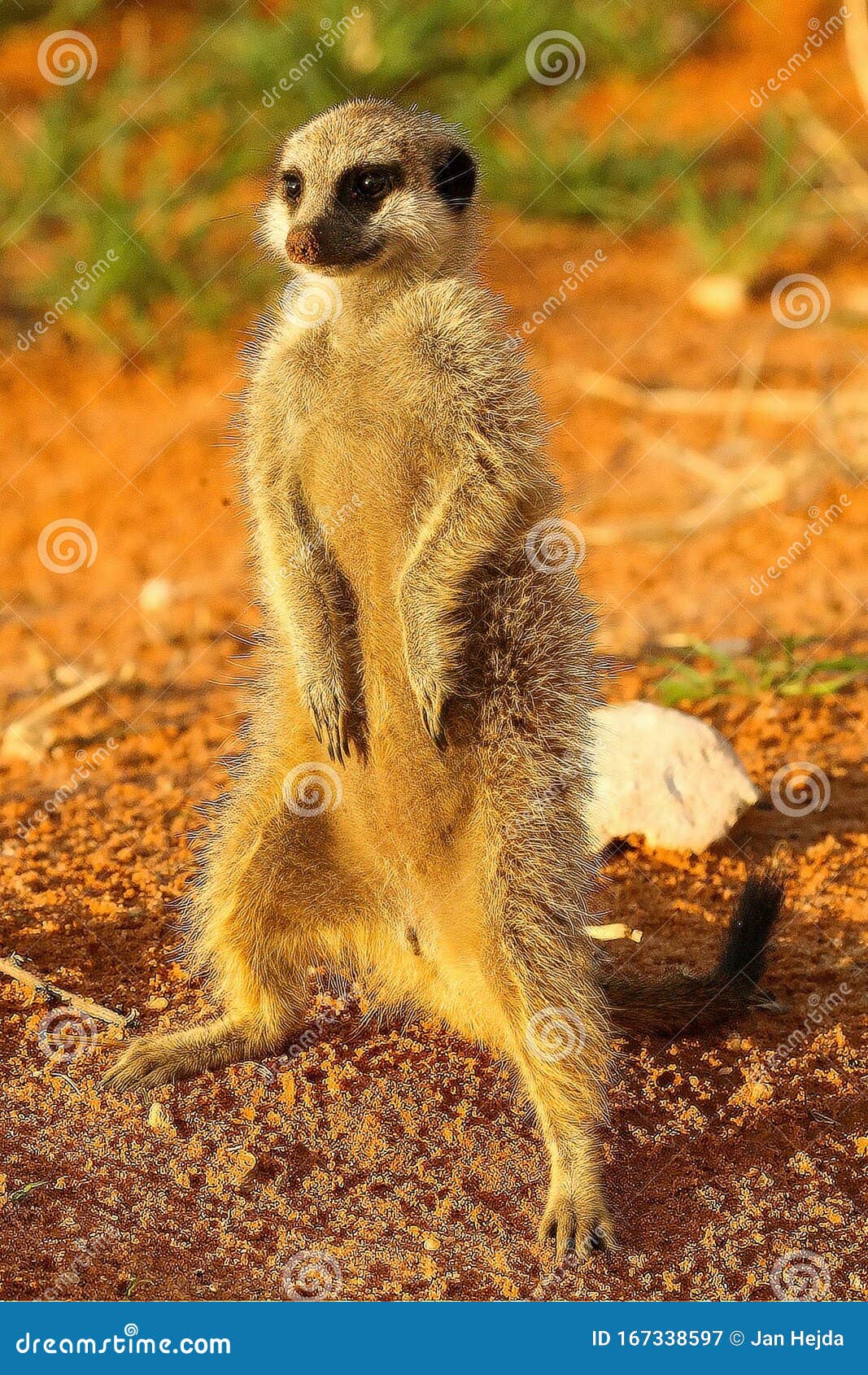 Meerkat Suricata Suricatta Timon in Kalahari Desert Staying on Red Sand  Close To Burrow Watching Around Stock Image - Image of face, kenya:  167338597