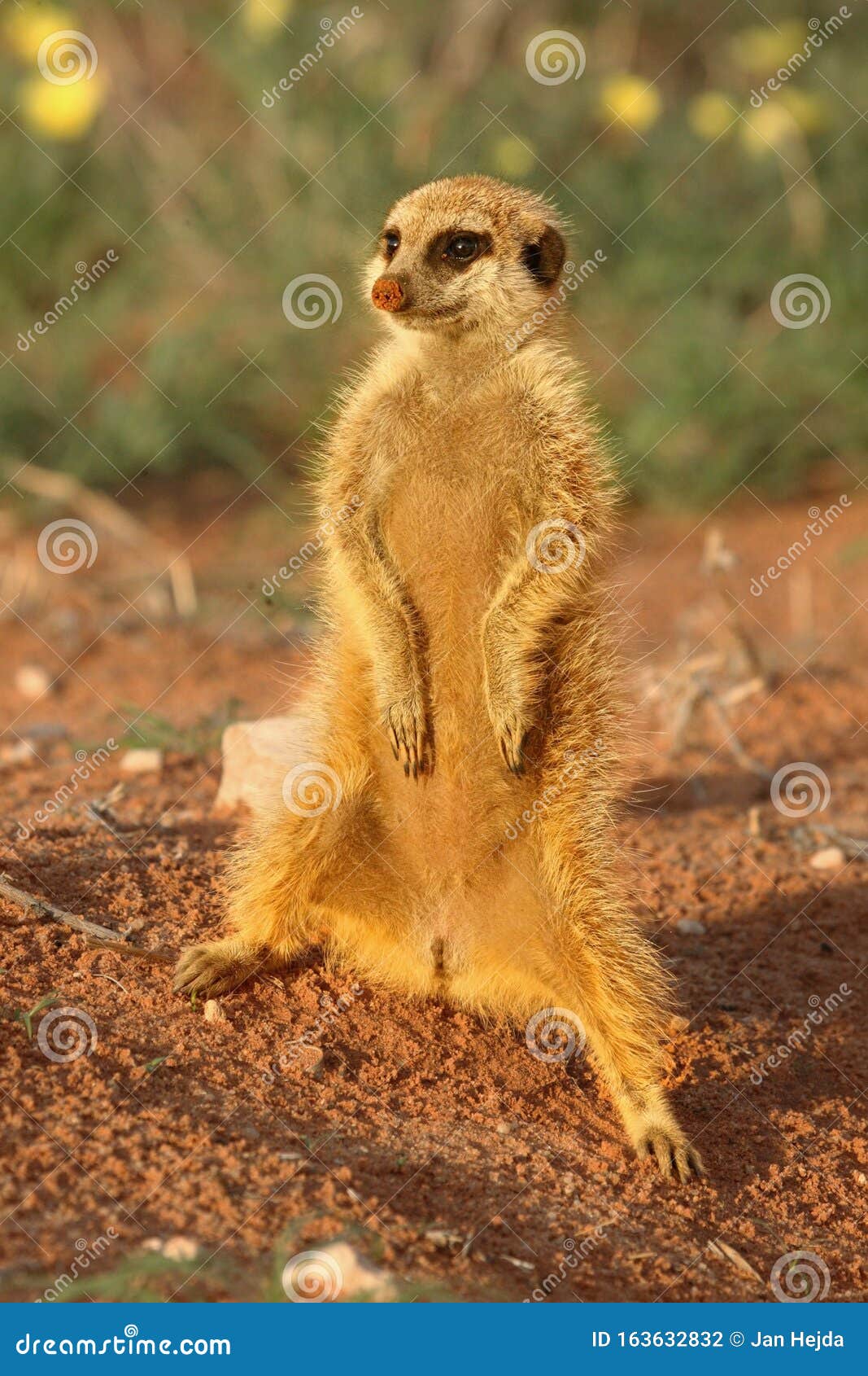 Meerkat Suricata Suricatta Timon in Kalahari Desert Staying on Red Sand.  Stock Photo - Image of mammal, hunter: 163632832