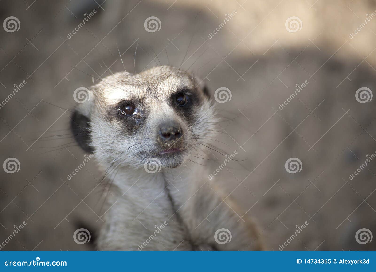 meerkat (suricate) close-up