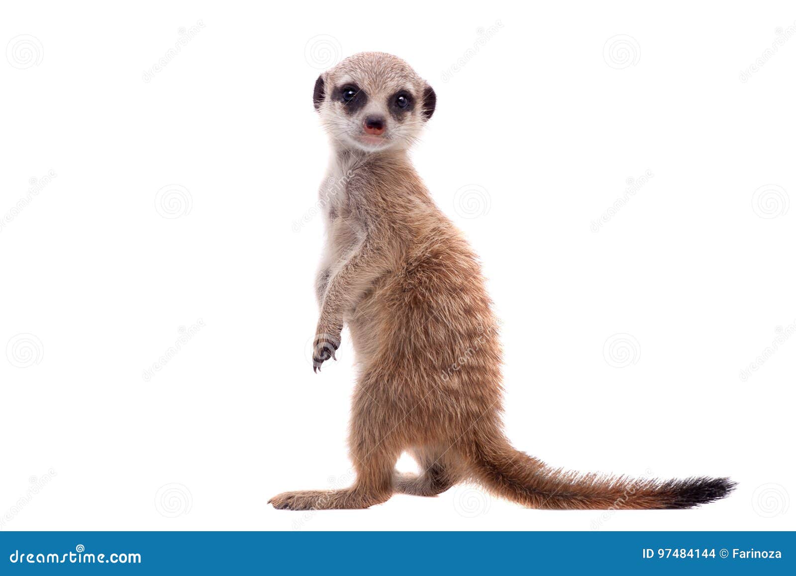 the meerkat or suricate cub, 2 month old, on white