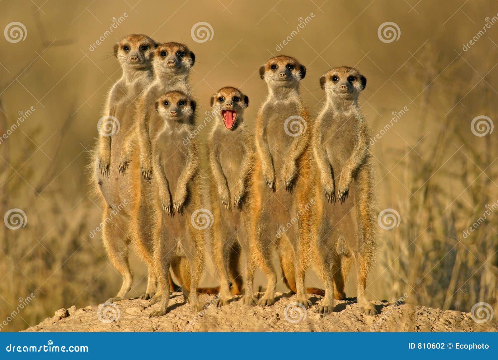 meerkat (suricate) family, kalahari, south africa