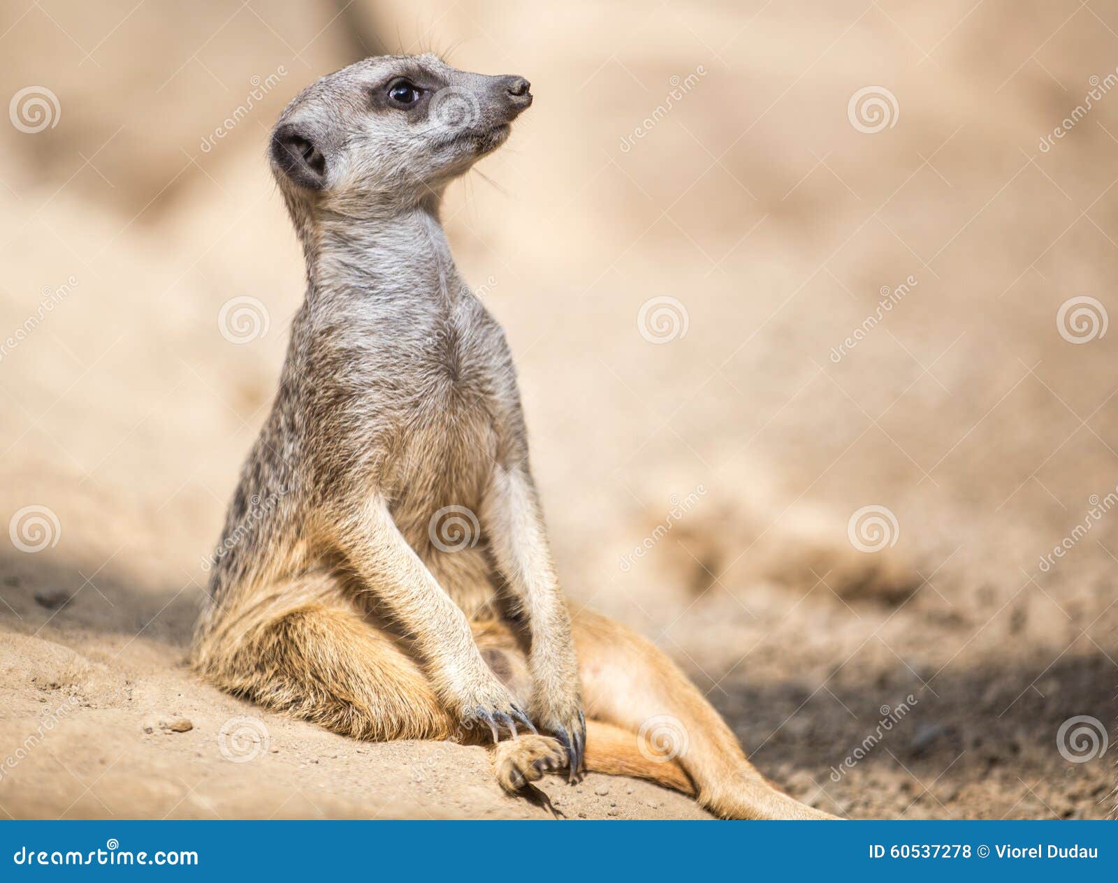 Meerkat suricate looking away in the desert