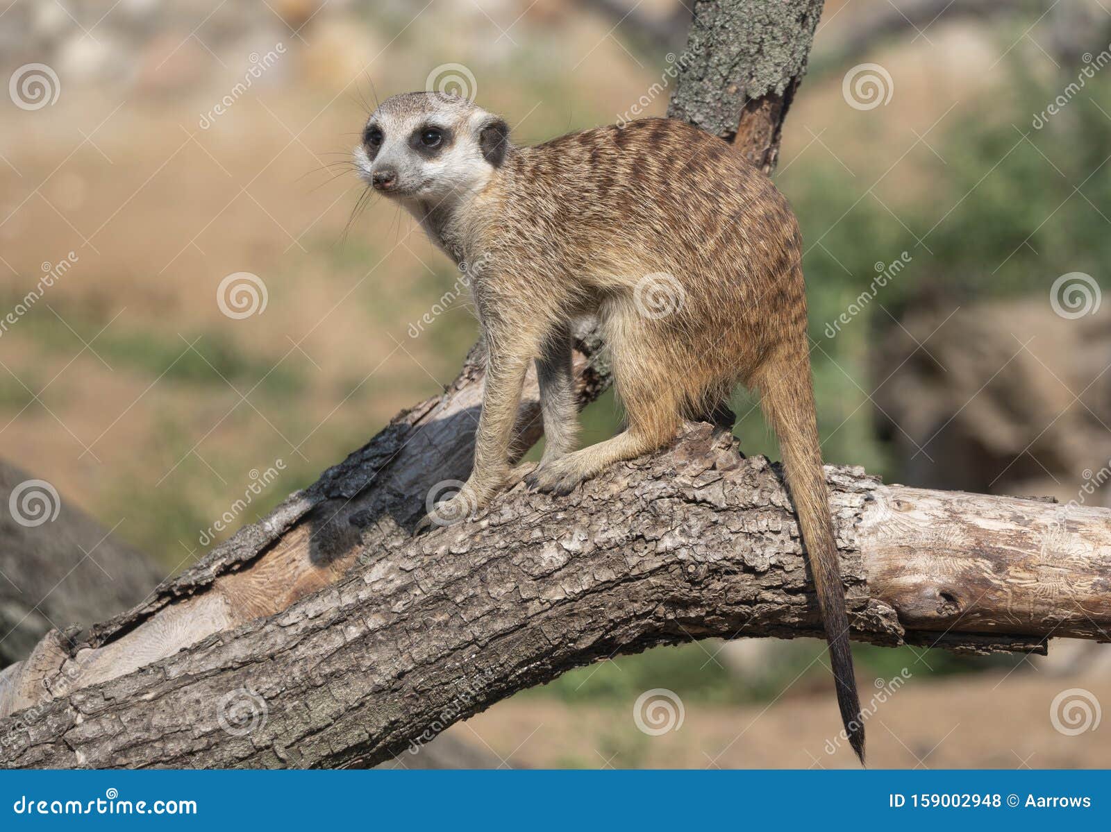 meerkat or suricate is a small carnivoran belonging to the mongoose family