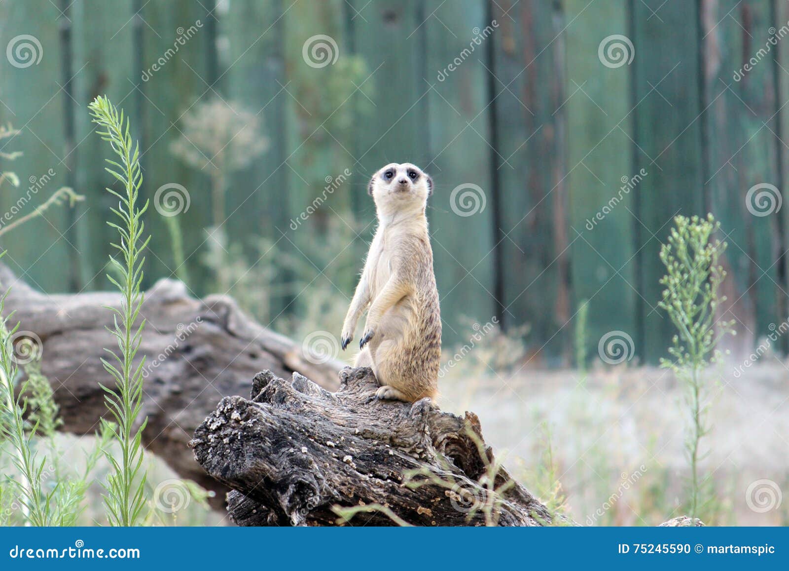 meerkat, suricate
