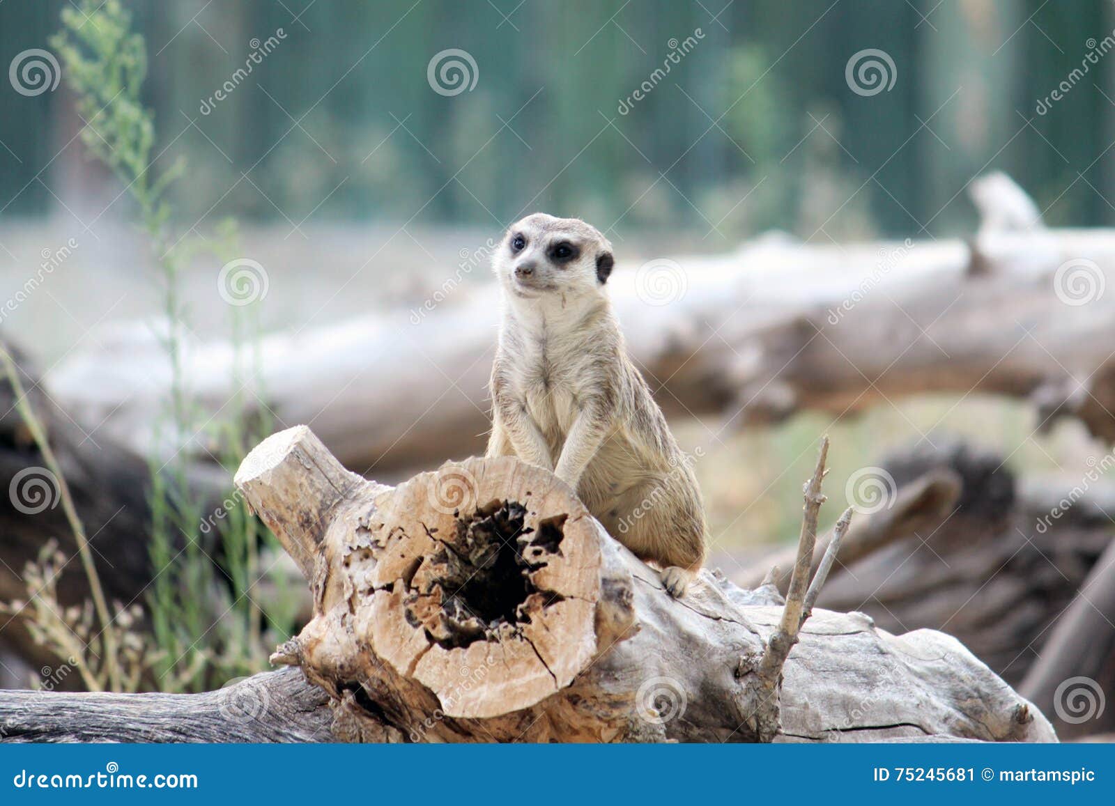 meerkat, suricate