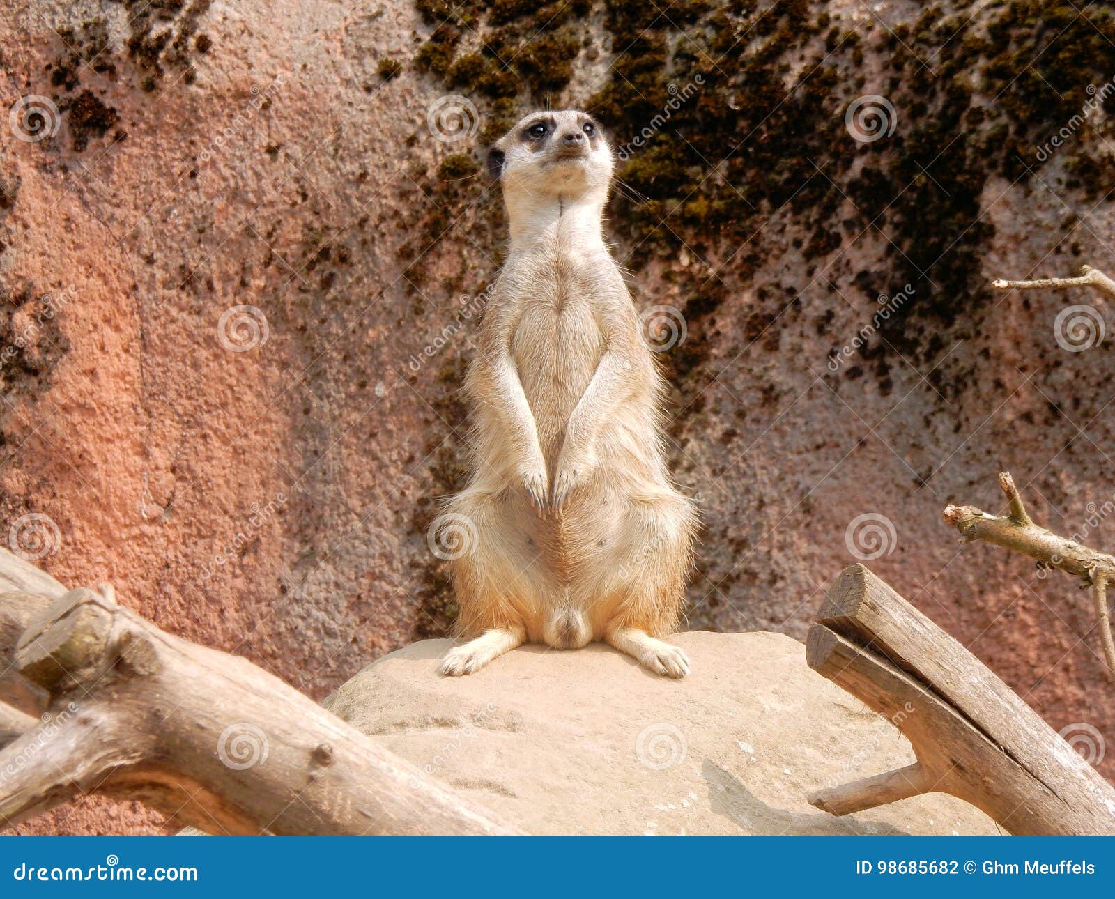 Meerkat Or Suricate Wattching On The Lookout Sitting On A Rock Stock Photo Image Of Suricatta Cute
