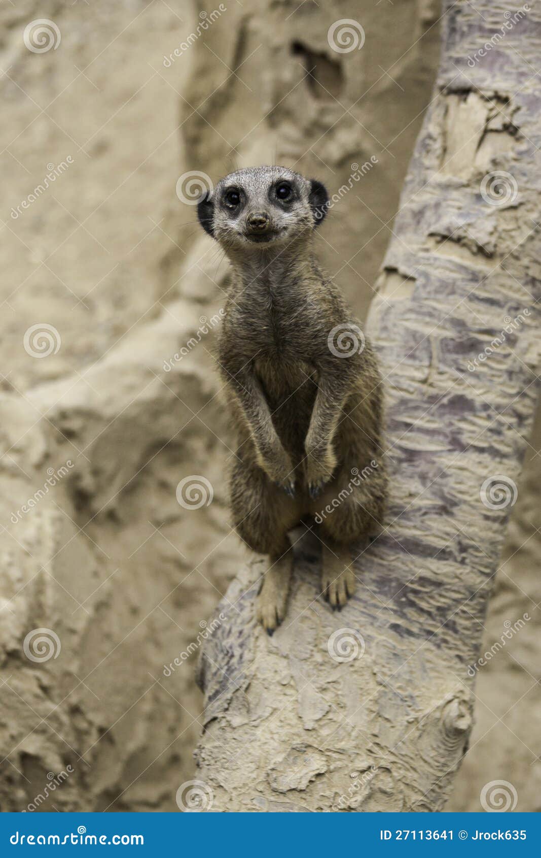 Meerkat, suricatta do Suricata, um mongoose do deserto de África, estando acima de vista alerta na câmera