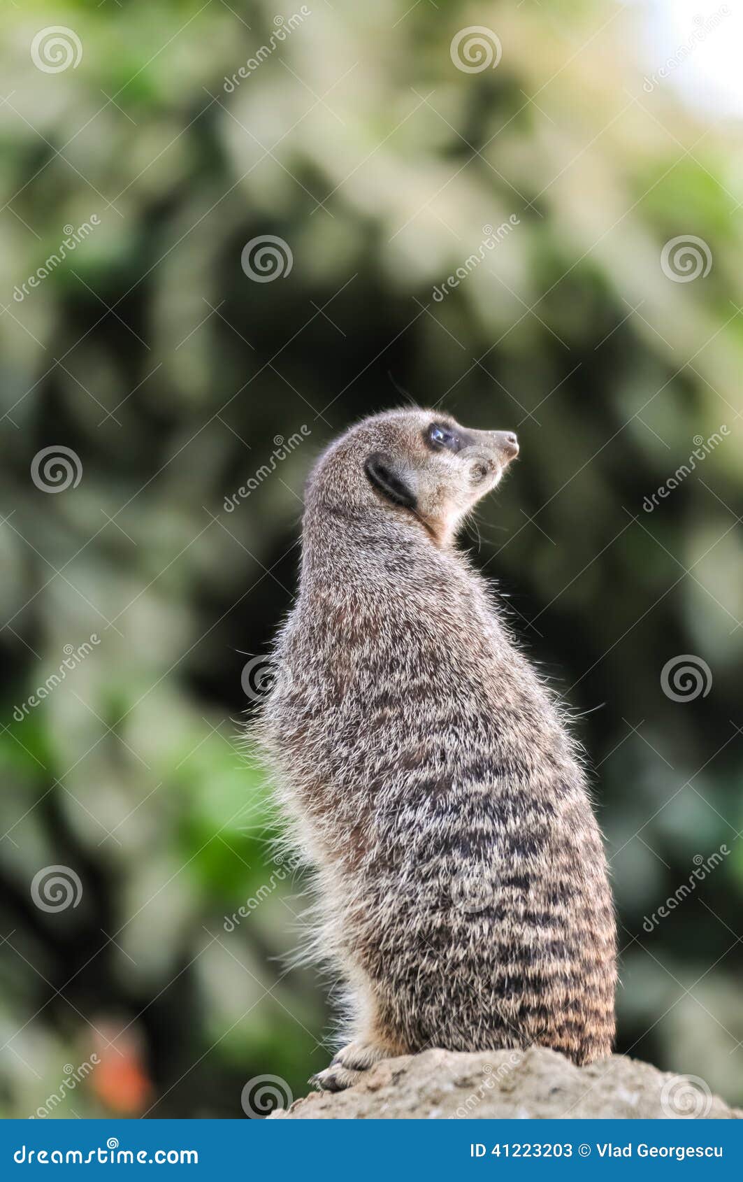 meerkat watching out for predators