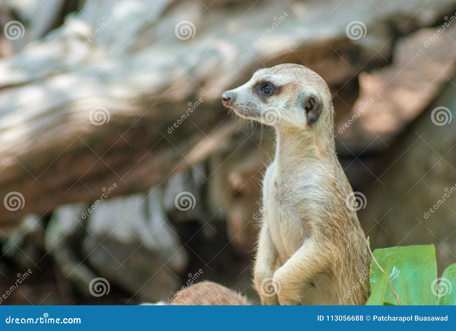 Meerkat in the Zoo is Two-feet Standing Up Looking the Situation Around  Stock Photo - Image of family, desert: 113056688