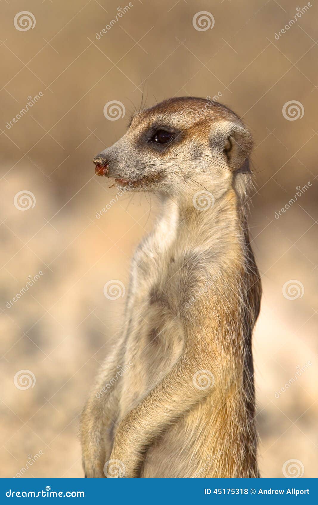 Meerkat στο καθήκον επιφυλακής. Στενός ένας επάνω ενός Meerkat στάθηκε κατακόρυφα στο καθήκον επιφυλακής σε ένα θολωμένο φυσικό κλίμα, έρημος της Καλαχάρης, Νότια Αφρική