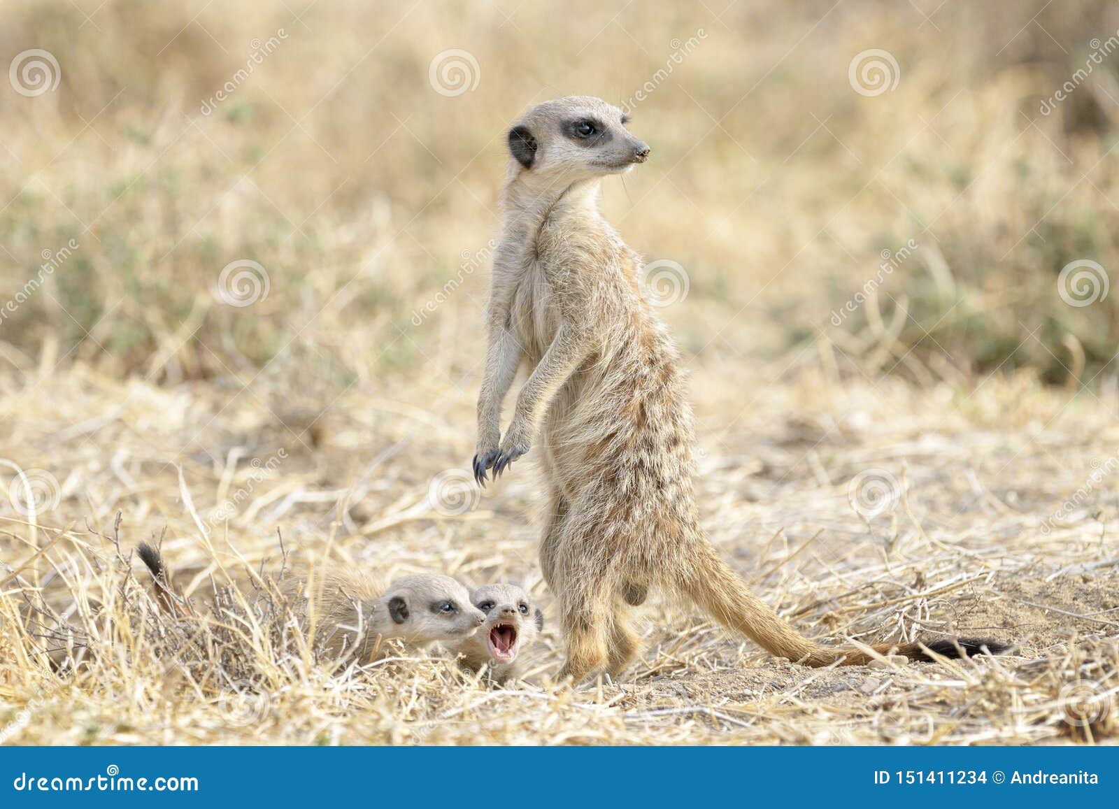 Meerkats Adult And Two Juveniles On The Lookout Stock Photo Image Of Behavior Horizontal
