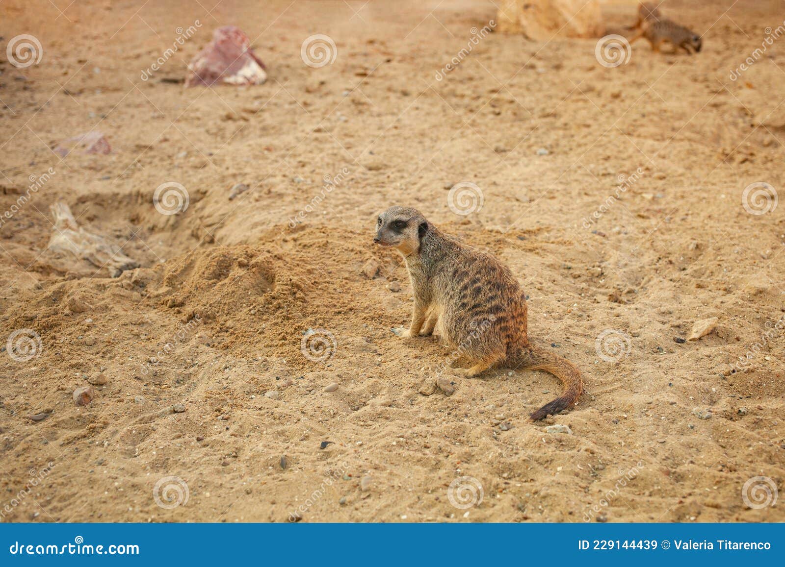 Meerkats in the Biopark, Sit on Sand, Dig, Natural Habitat. Beautiful Animals, Business Tourism. Small Rodents Rare Stock Image - Image of mammal, mongoose: 229144439 Meerkats in the Biopark, Sit on Sand, Dig, Natural Habitat. Beautiful Animals, Business Tourism. Small Rodents Rare Stock Image - Image of mammal, mongoose: 229144439