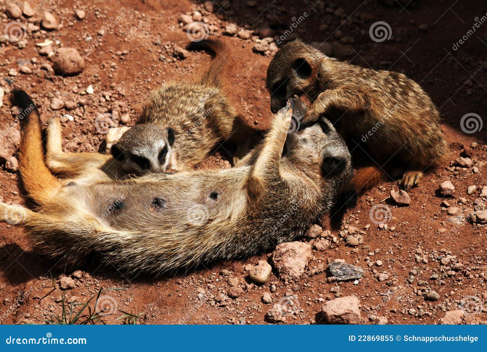 meerkats cuddle togehter