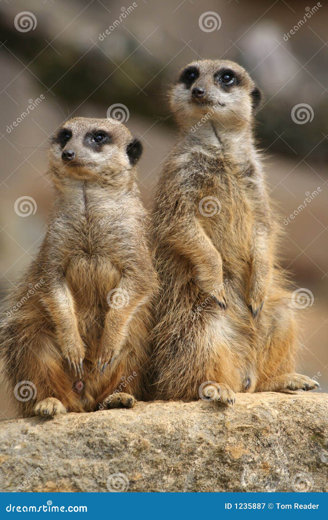 meerkats on lookout