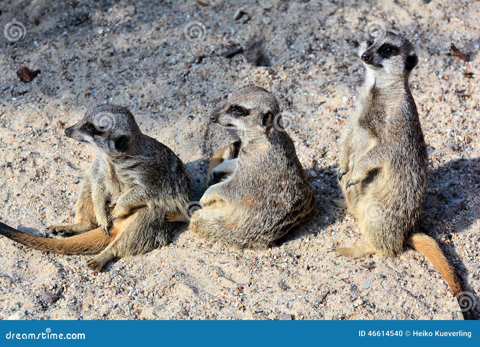 Meerkats na areia. Meerkats que senta-se na areia em um jardim zoológico