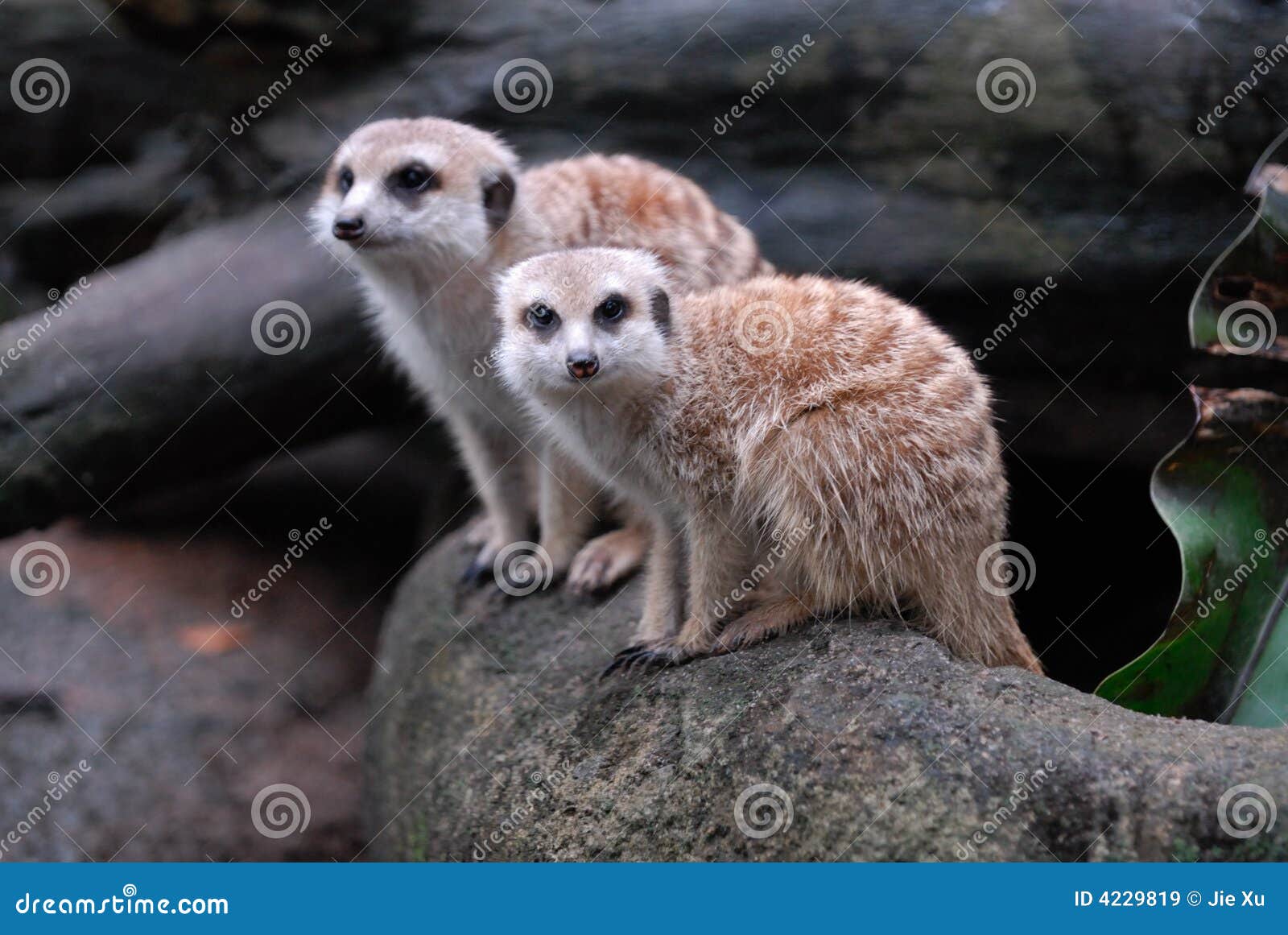 meerkats, singapore zoological garden