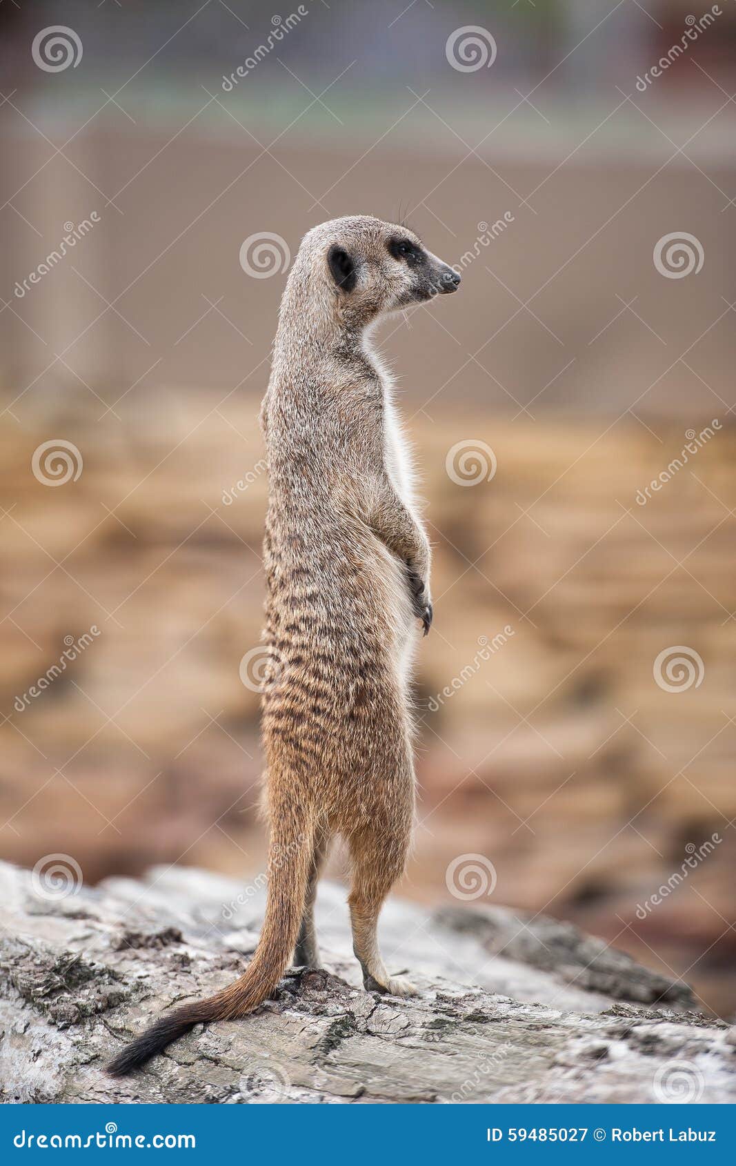 meerkat - suricata suricatta