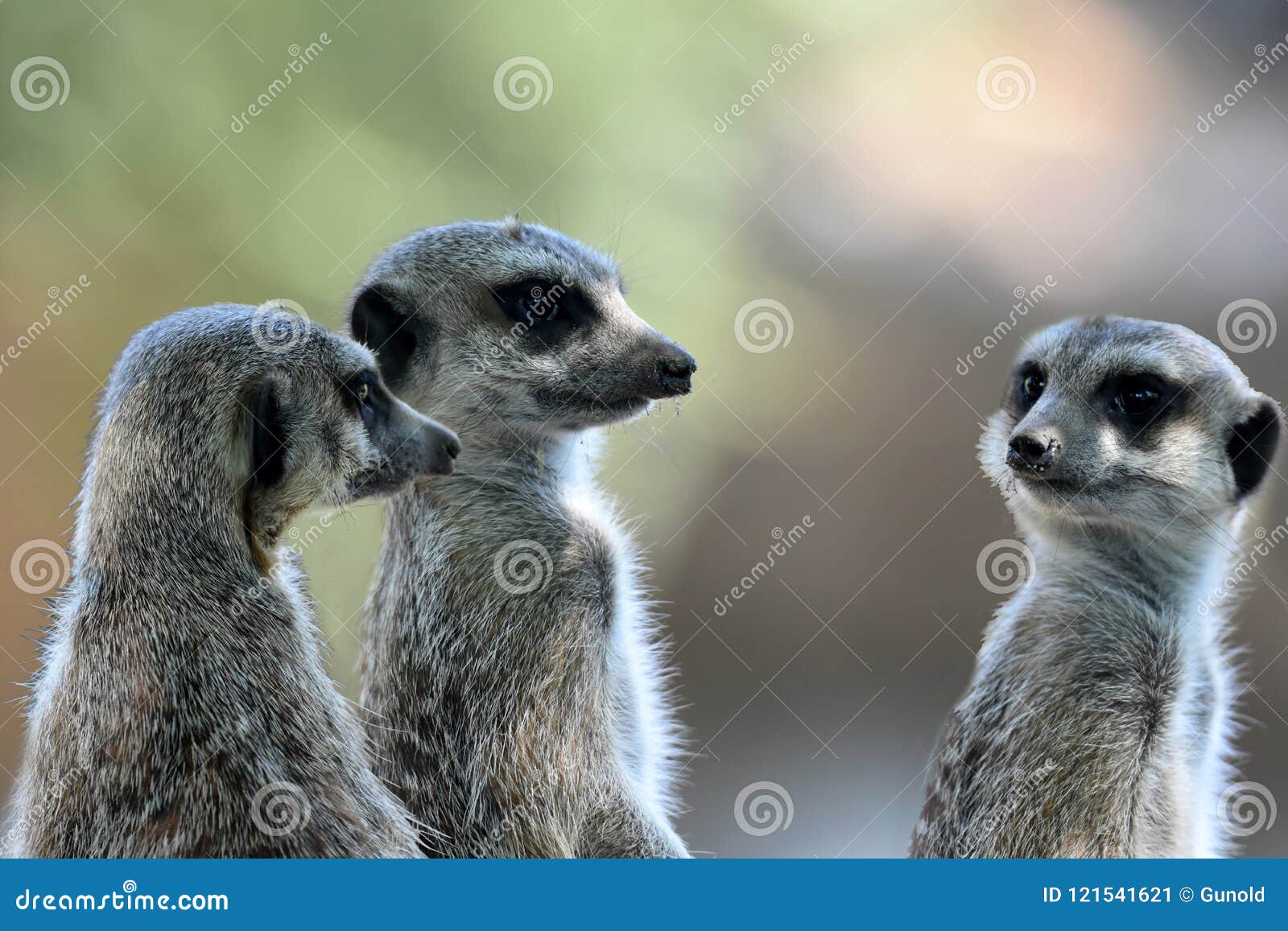 meerkats or suricates observing the surrounding