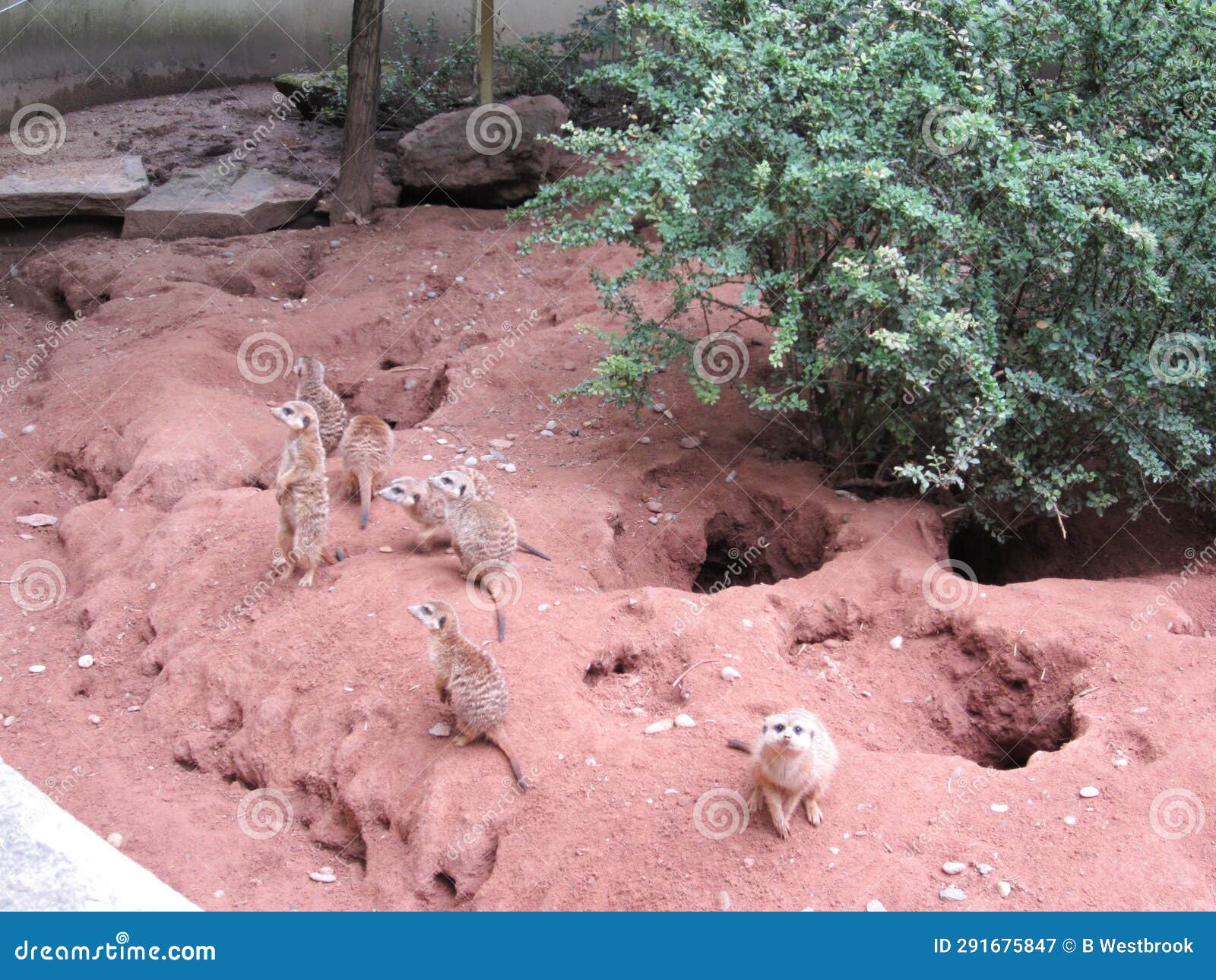 Meerkats and Their Homes at the Zoo Stock Image Image of homes