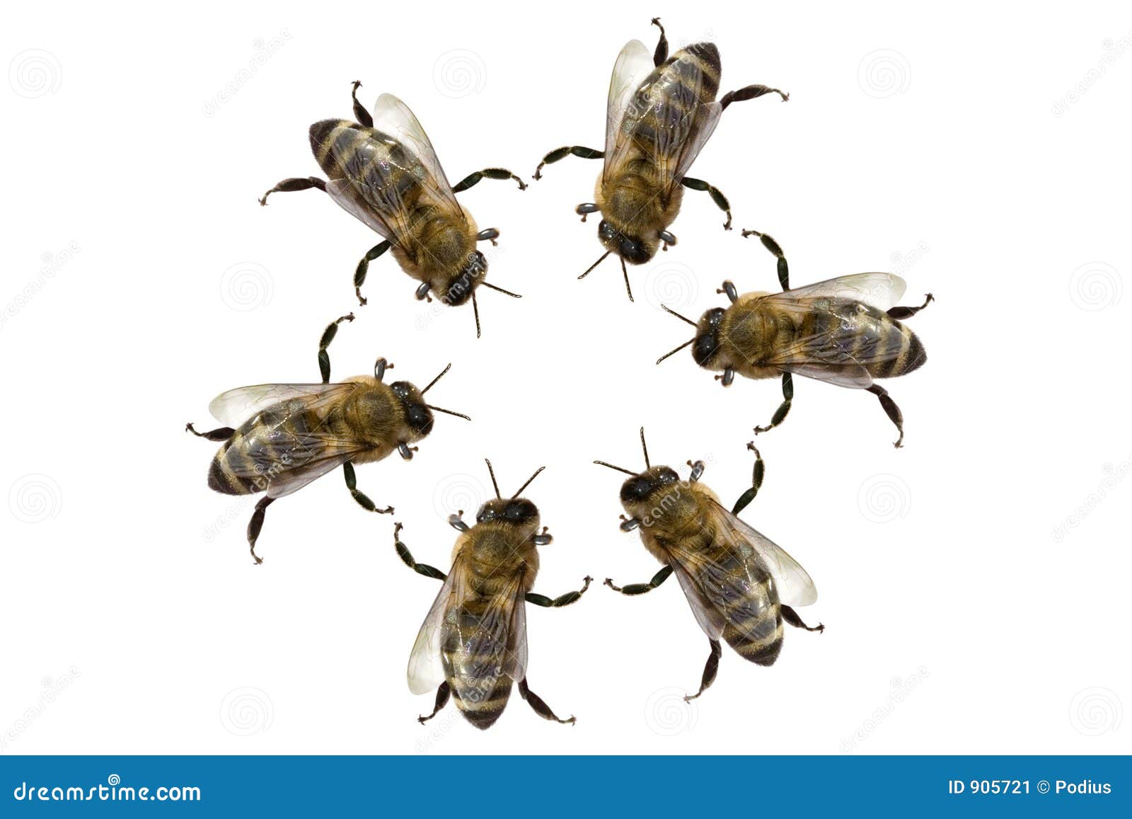 Meeting of Bees stock image. Image of group, nature, creation 905721