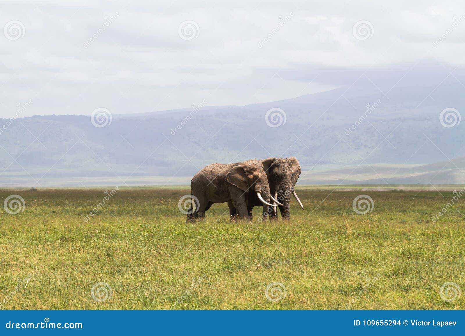 a meeting. two elephants communicate. crater ngorongoro, tanzania