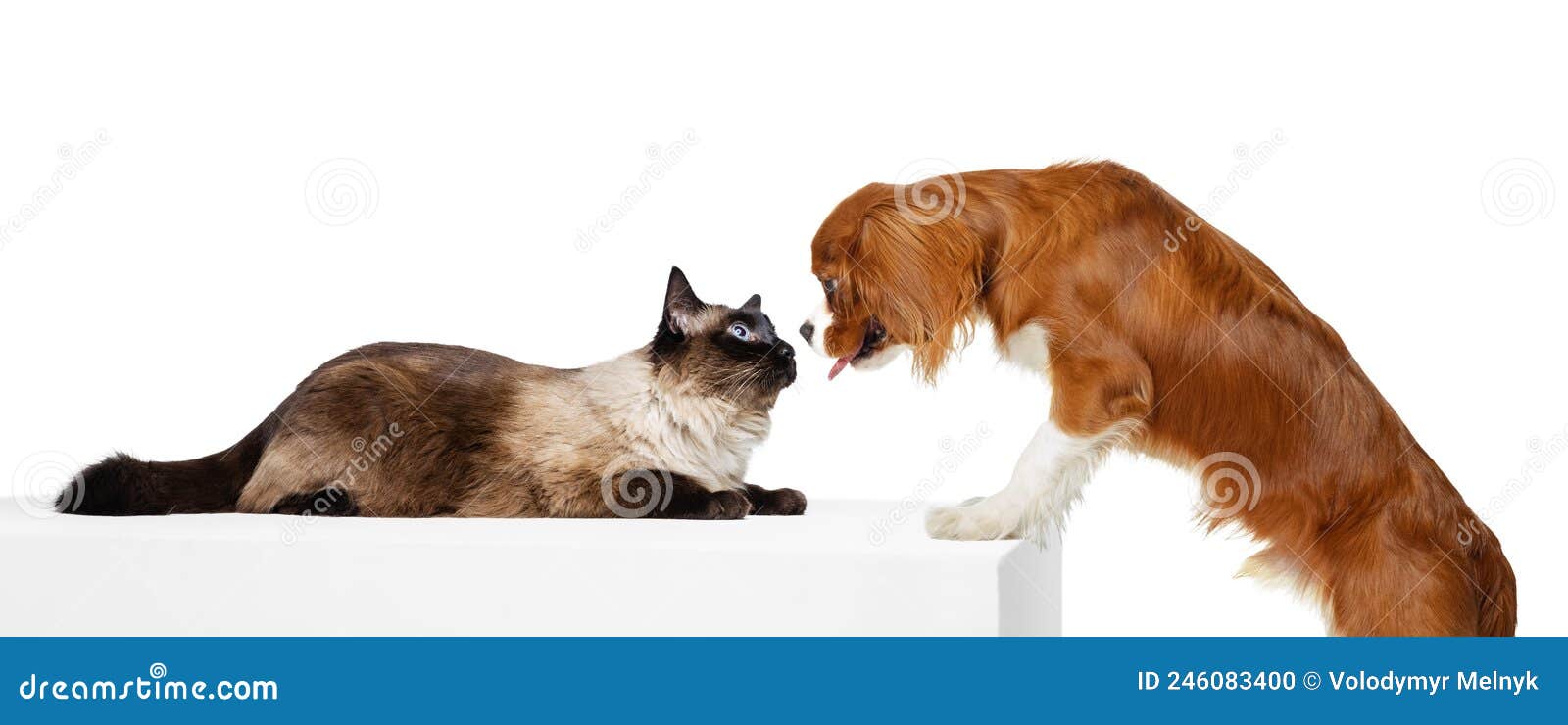 Animals Meeting Together Concept Stock Photos - Free & Royalty-Free Stock  Photos from Dreamstime