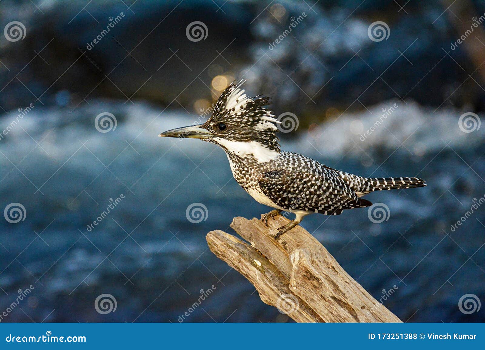 megaceryle lugubris: crested kingfisher perching on tree log in the forest of jim corbett natinal park, india