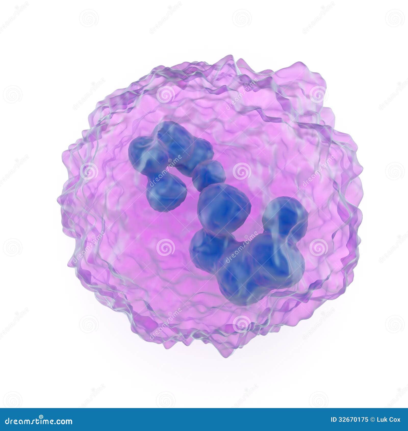 Megakaryocyte stock illustration. Illustration of cell - 32670175