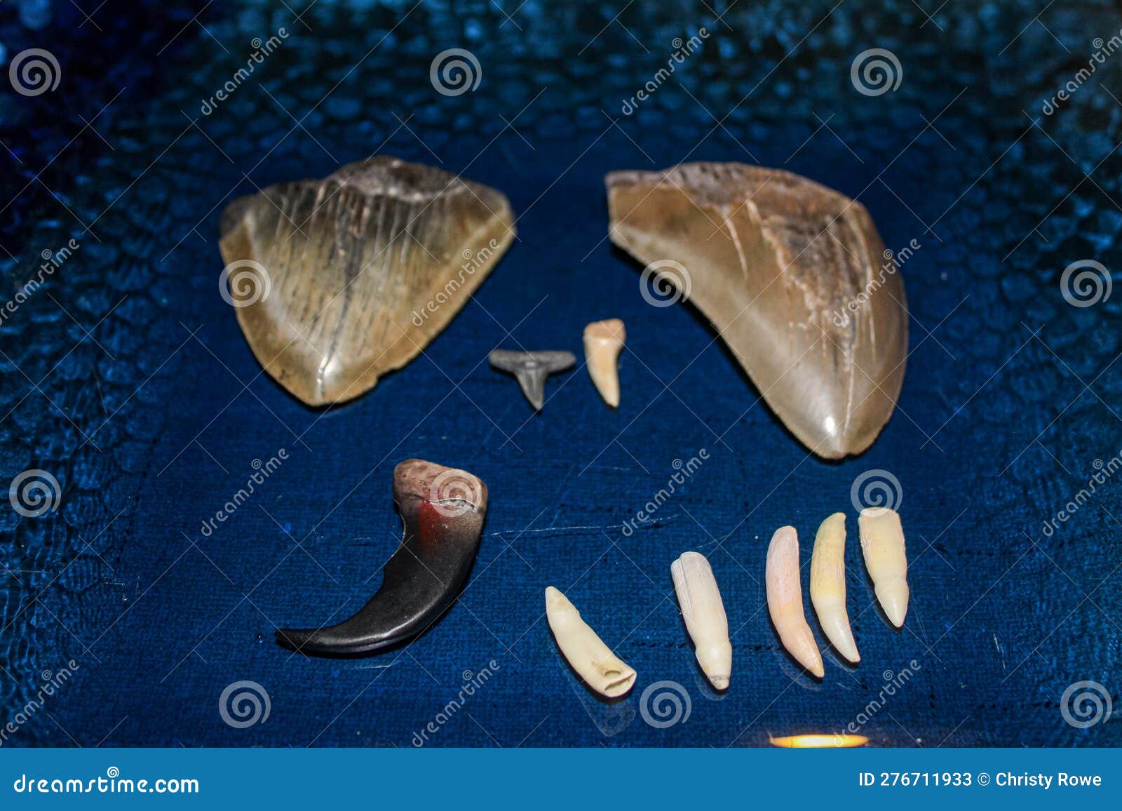 megalodon sharks teeth fossils laid out with other sharks teeth and blue plated background.