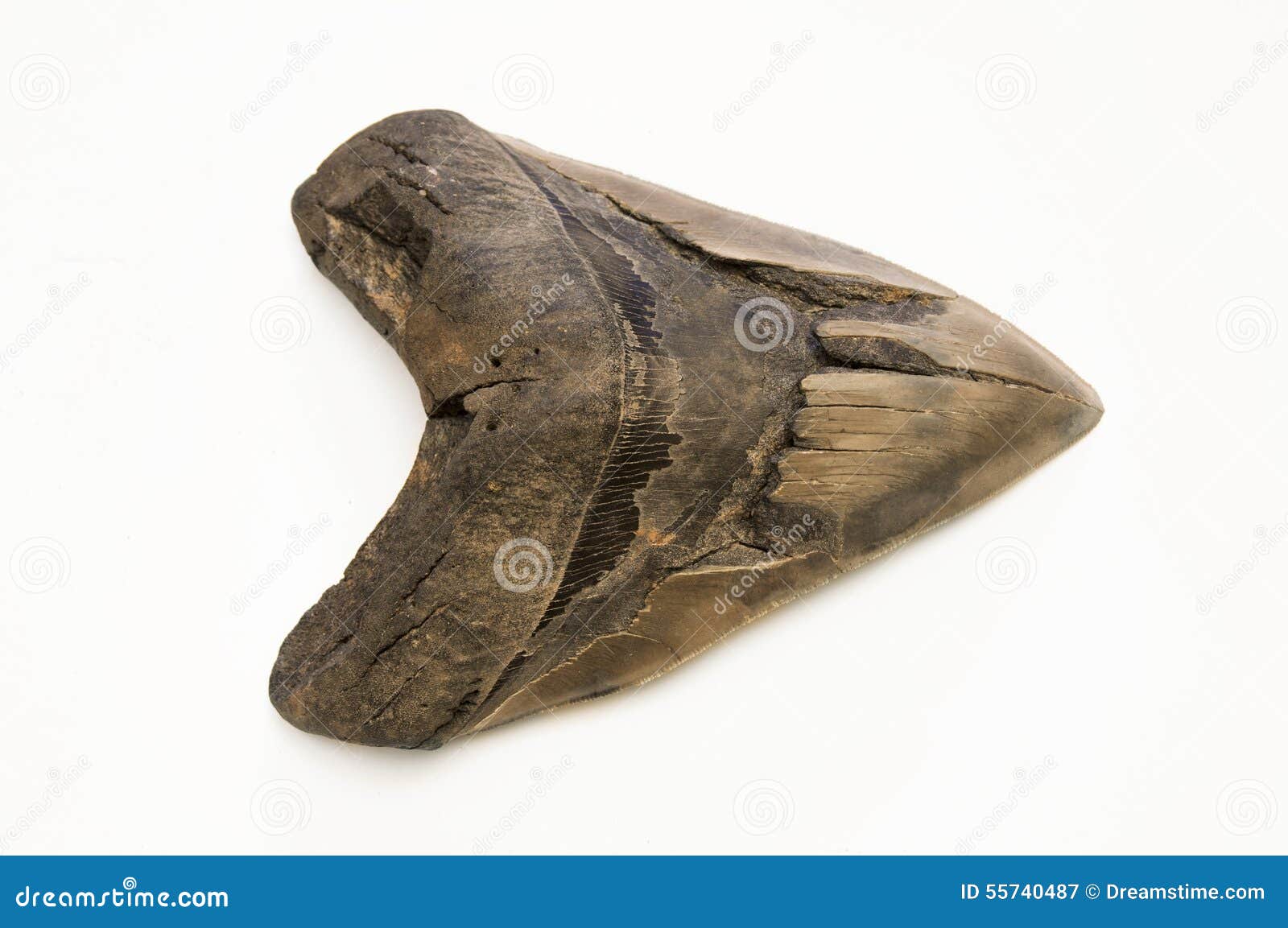 Megalodon Tooth stock image. Image of specimen, animal - 55740487