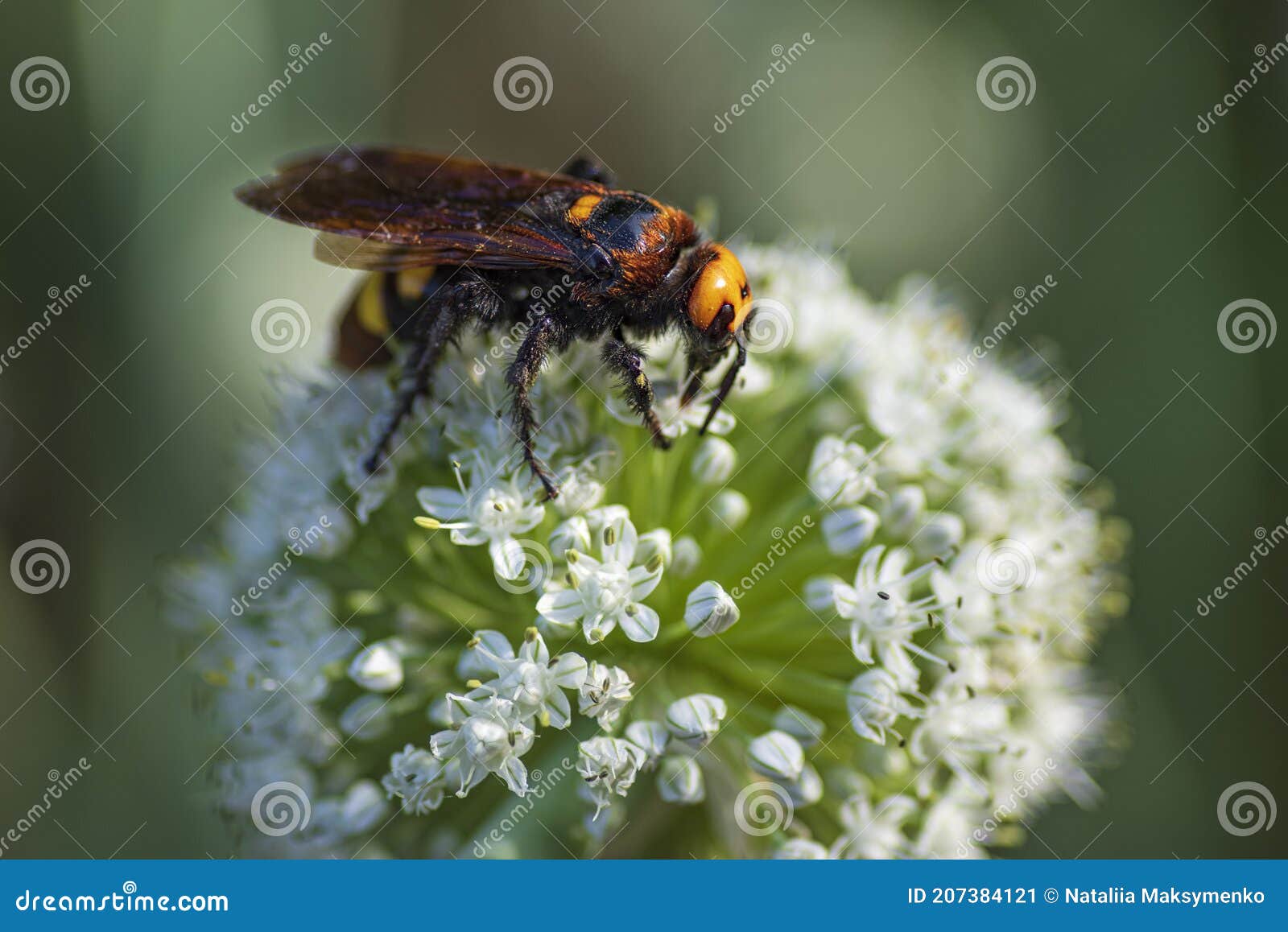 megascolia maculata. the mammoth wasp. scolia giant wasp on a onion flower. scolia lat. megascolia maculata is a species of large