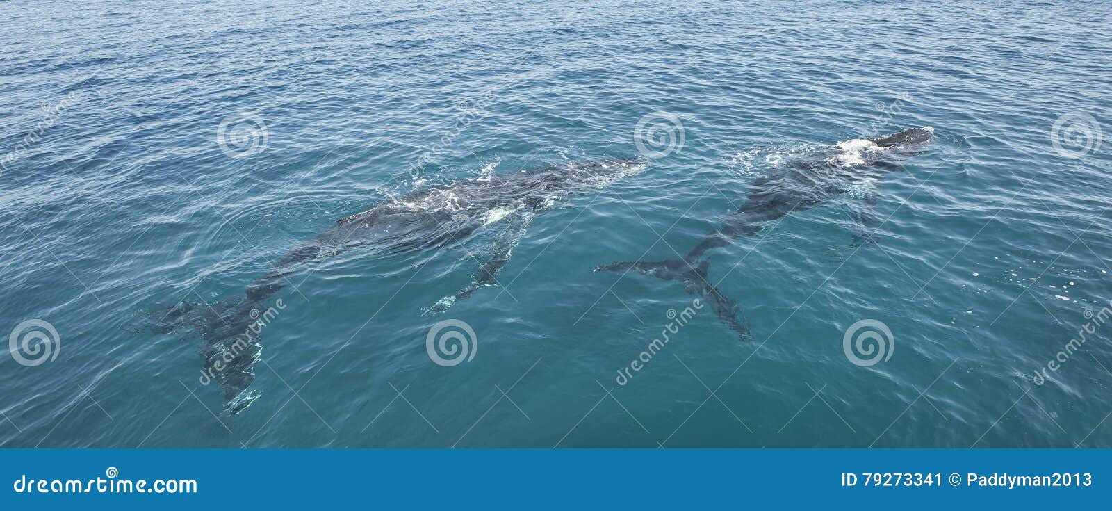 Megattere a Hervey Bay Australia Immagine Stock Immagine di servo
