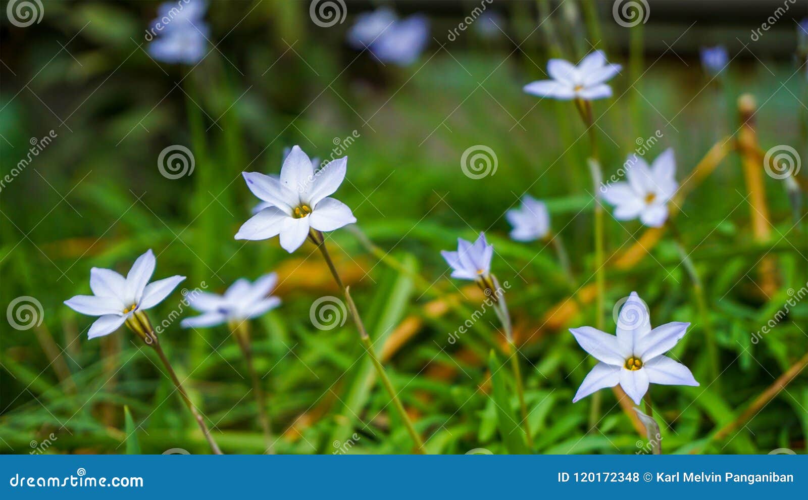 Tiny white flowers stock photo. Image of beautiful, fresh ...