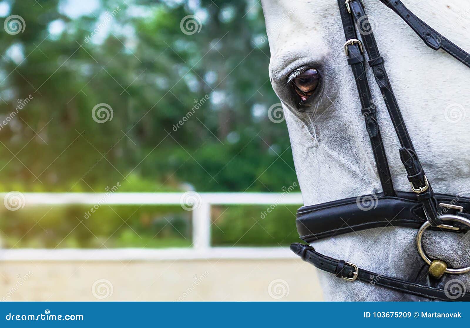 Meia Cara Do Cavalo Branco Que Olha Para a Frente No Salto Da Mostra Ou Na  Competição Do Adestramento, Fundo Verde Do Borrão Imagem de Stock - Imagem  de equestre, vestimenta: 103675209